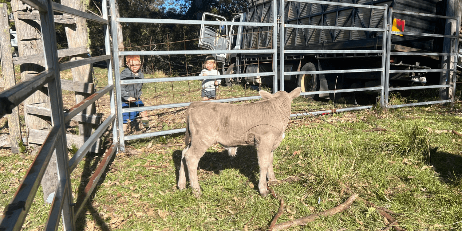 Calf standing in a grassy area near a metal gate with children in the background.